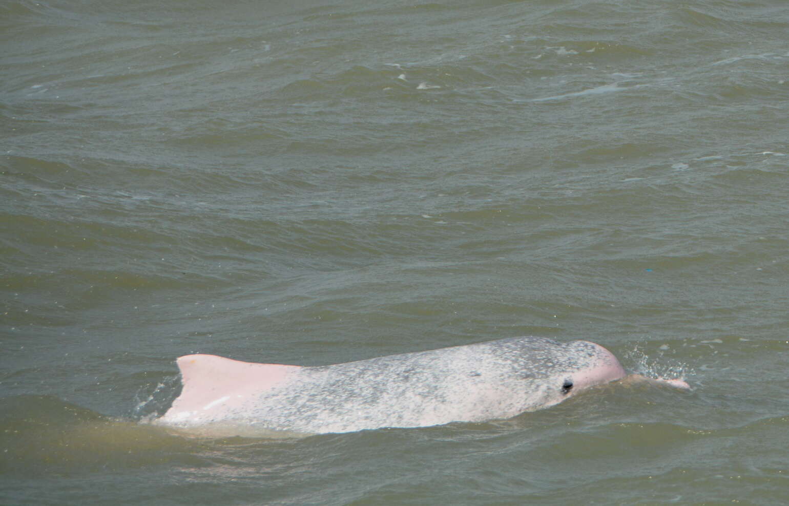 Sivun Intiankyttyrädelfiini kuva