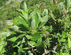 Image of Salix pseudodepressa A. Skvorts.