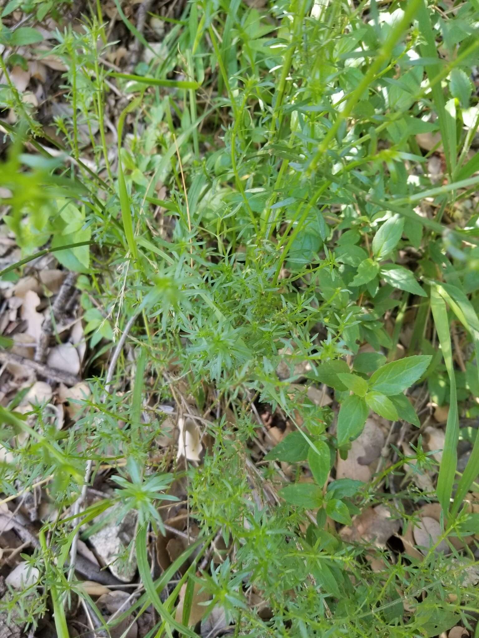 Plancia ëd Galium andrewsii A. Gray