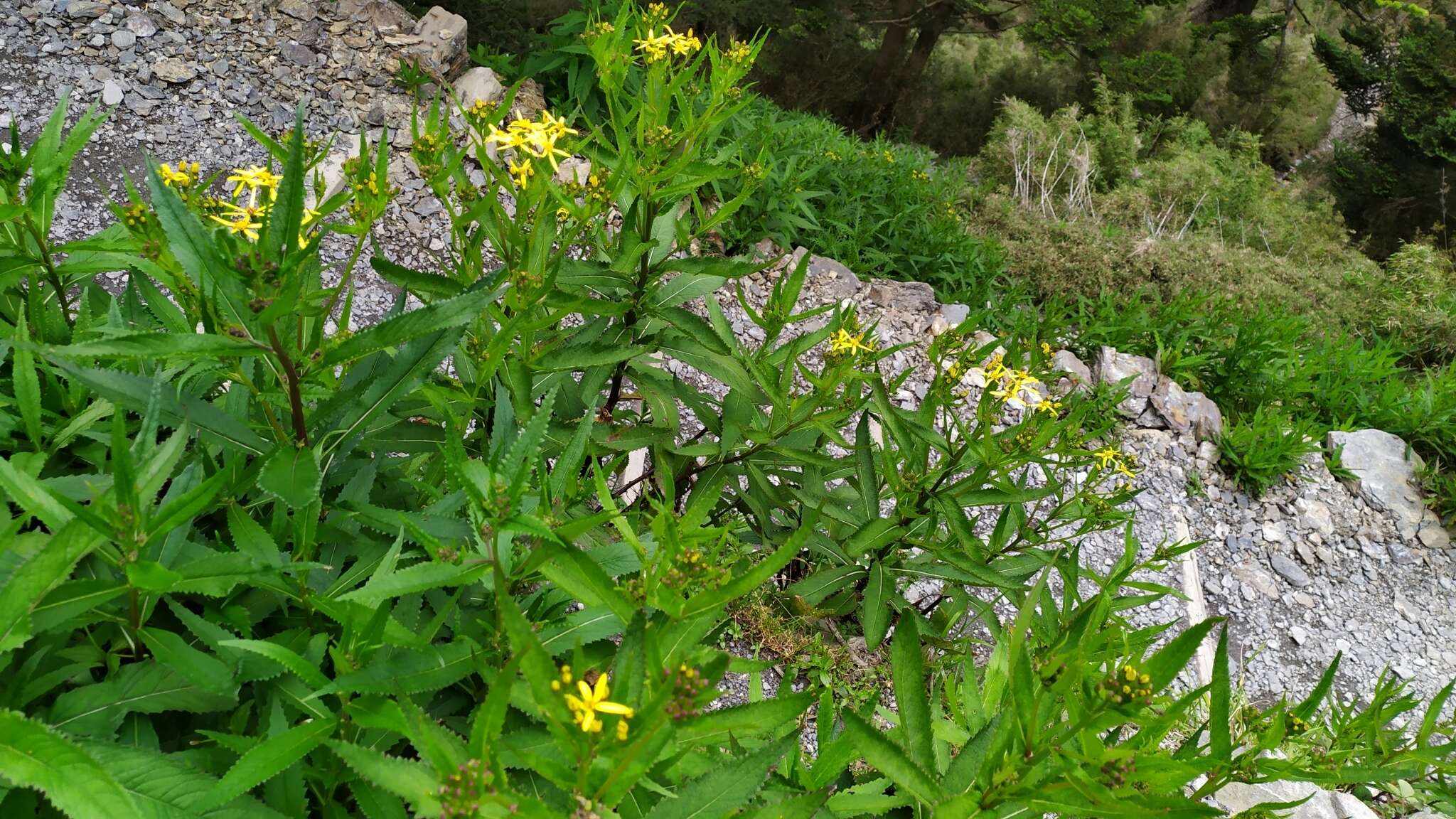 Plancia ëd Senecio morrisonensis var. dentatus Kitam.