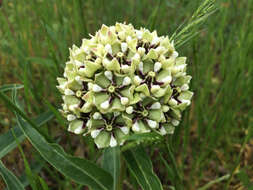 Image de Asclepias asperula subsp. capricornu (Woods.) Woods.