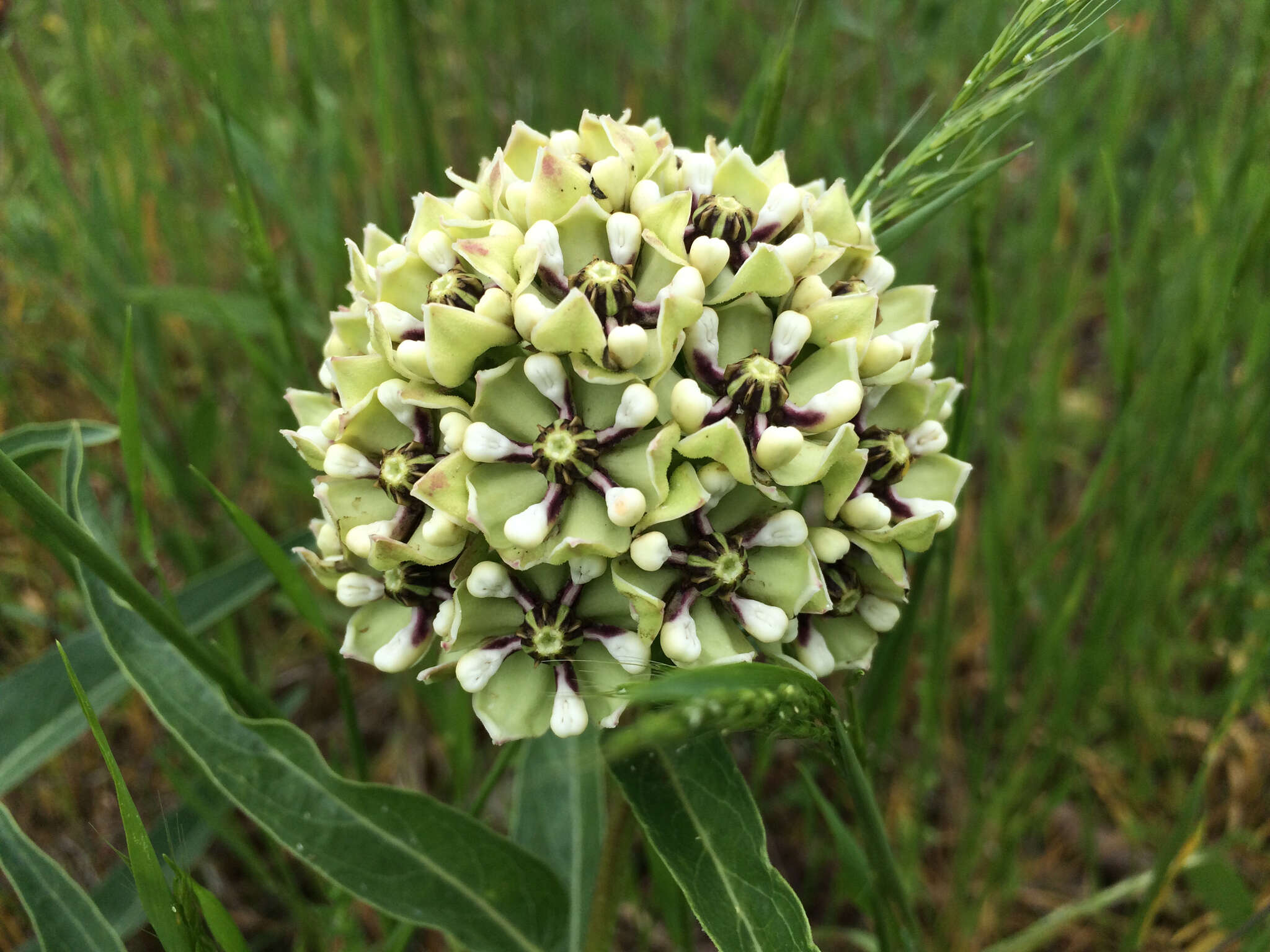 Слика од Asclepias asperula subsp. capricornu (Woods.) Woods.