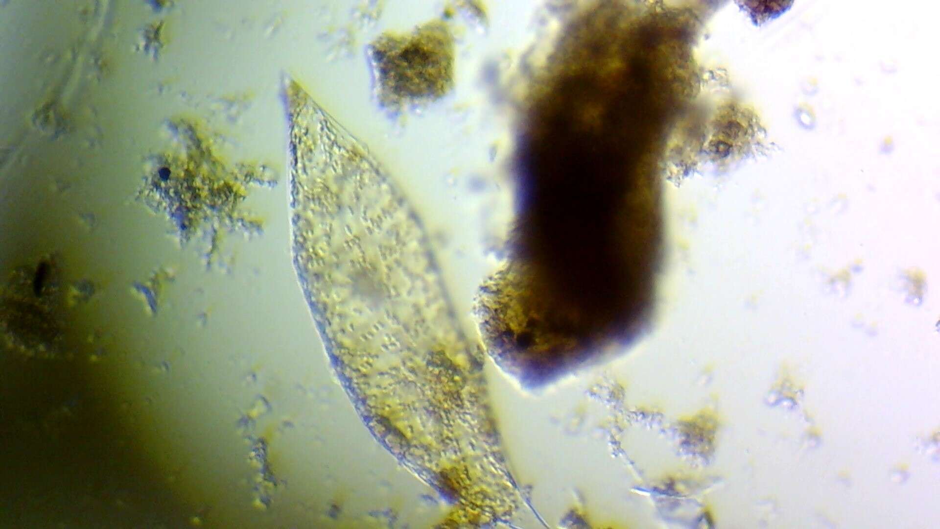 Neocalyptrella robusta的圖片