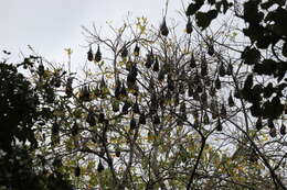 Image of Greater Mascarene Flying Fox