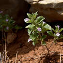 Imagem de Clinopodium graveolens (M. Bieb.) Kuntze