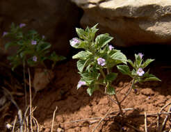 Plancia ëd Clinopodium graveolens (M. Bieb.) Kuntze