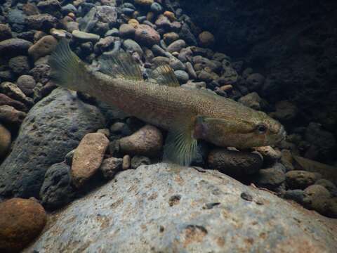 Image of Brown Spinecheek Gudgeon