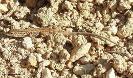 Image of Western Snake-eyed Lizard