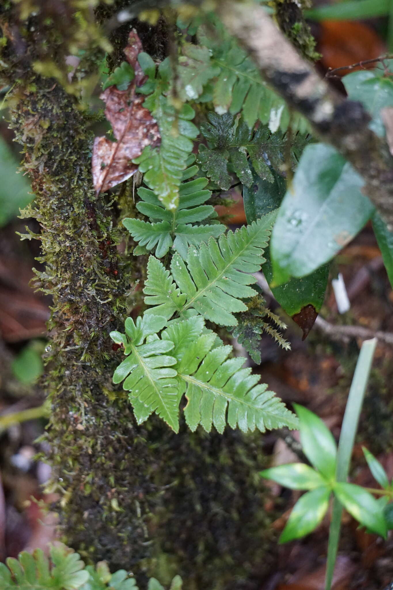 Image de Davallia repens (L. fil.) Kuhn