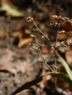 Image of American false pennyroyal