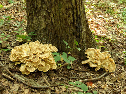 Image de Polypore de Sumstine