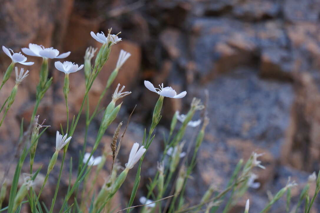 Image of Dianthus furcatus subsp. gyspergerae (Rouy) Briq.