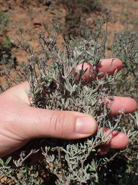 Image of Ocimum burchellianum Benth.