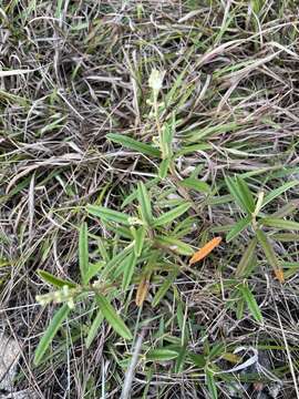 Image of Croton linearis Jacq.