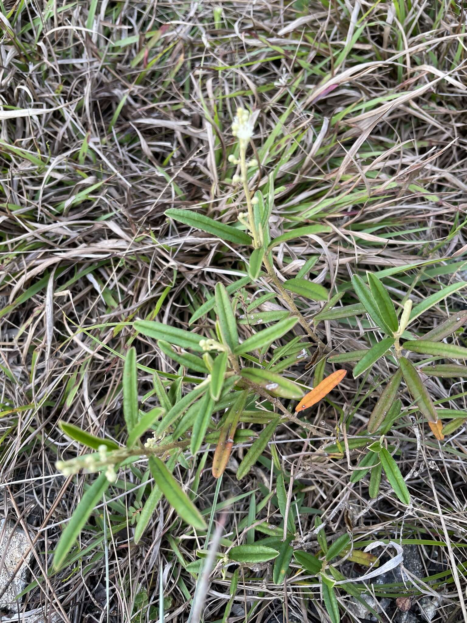 Слика од Croton linearis Jacq.