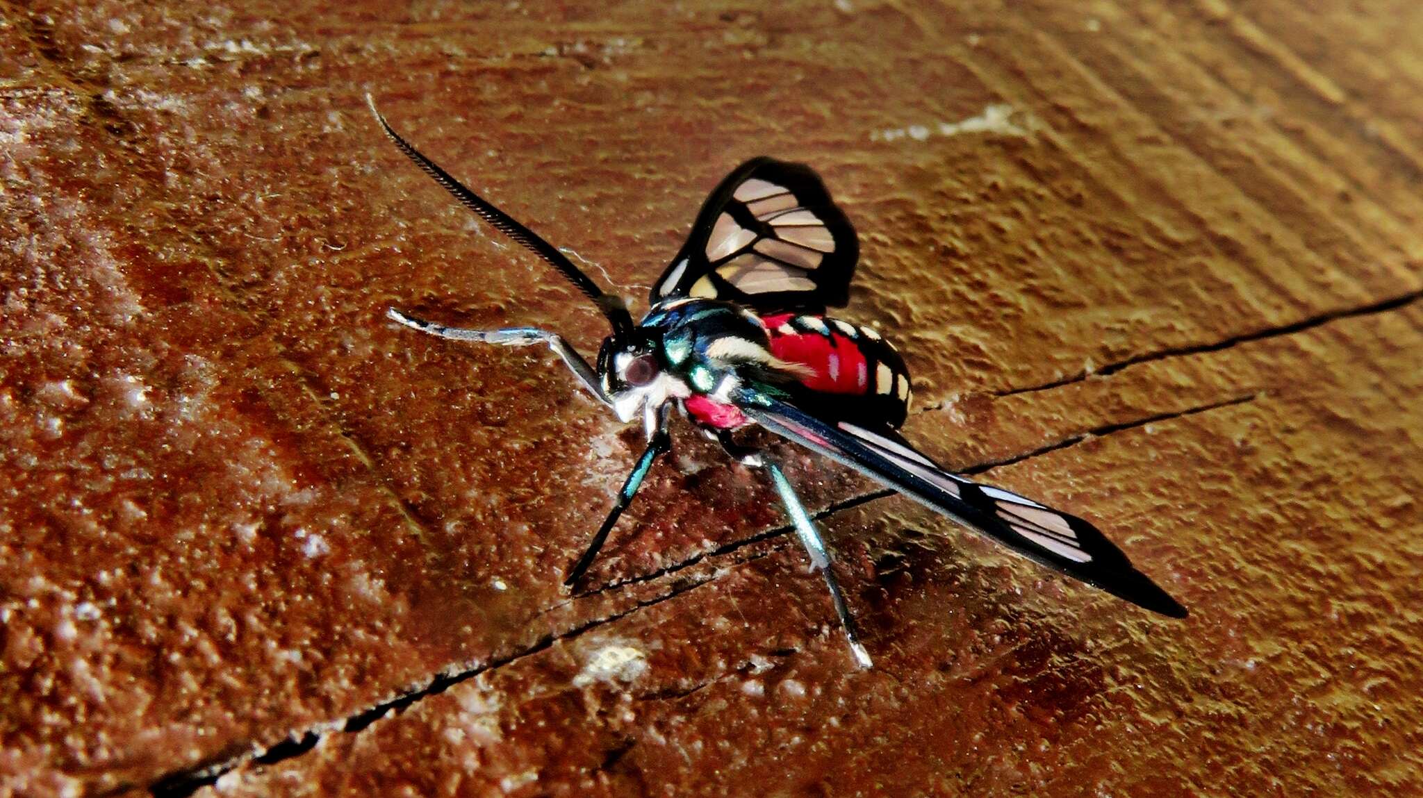 Image de Poecilosoma eone Hübner 1827