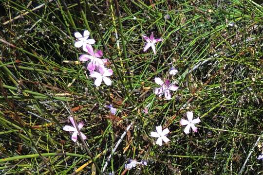 صورة Dianthus thunbergii Hooper