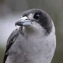 Image de Cracticus torquatus cinereus (Gould 1837)