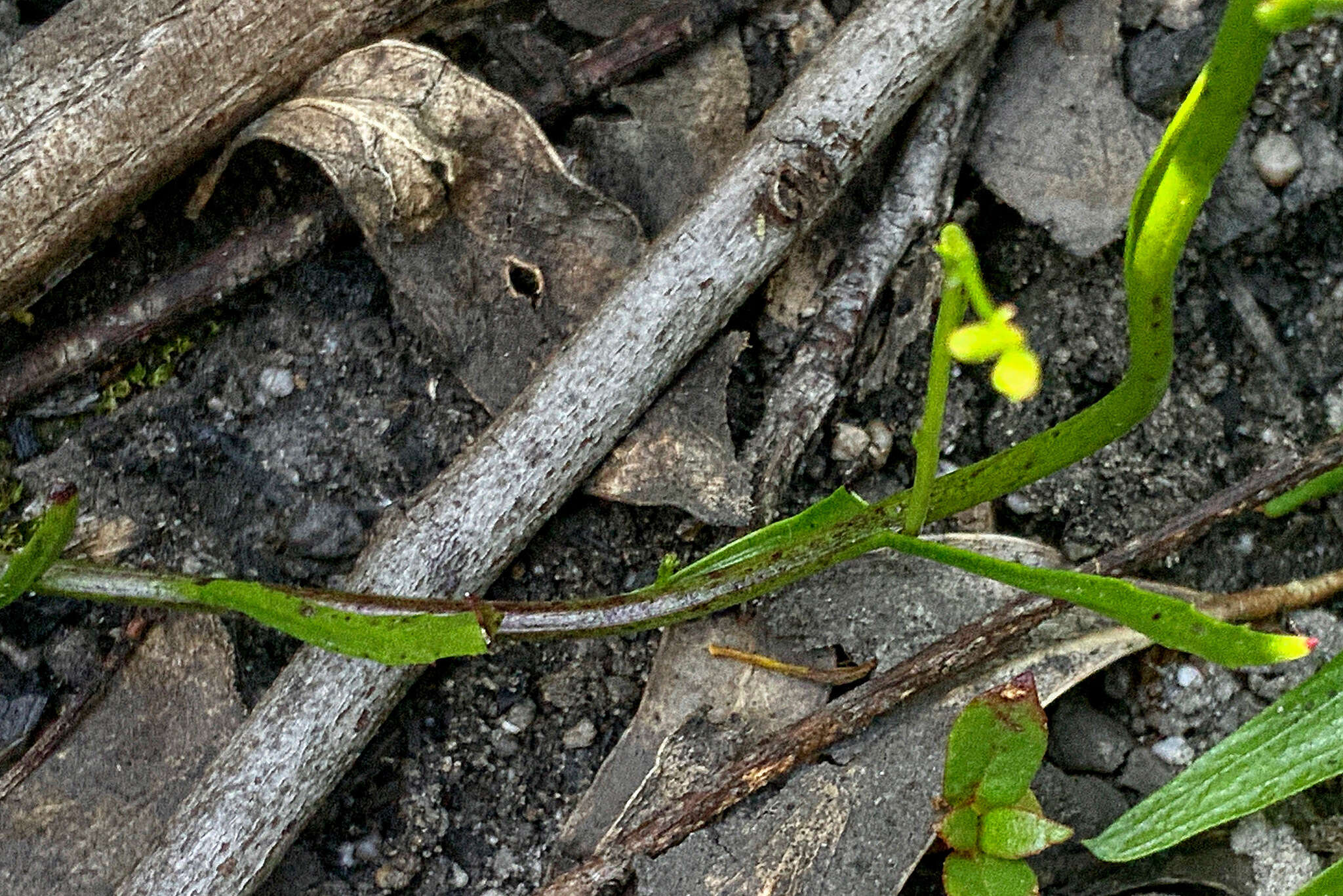 Image of Lobelia dentata Cav.