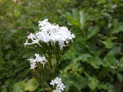 Image of Valeriana alliariifolia Adams