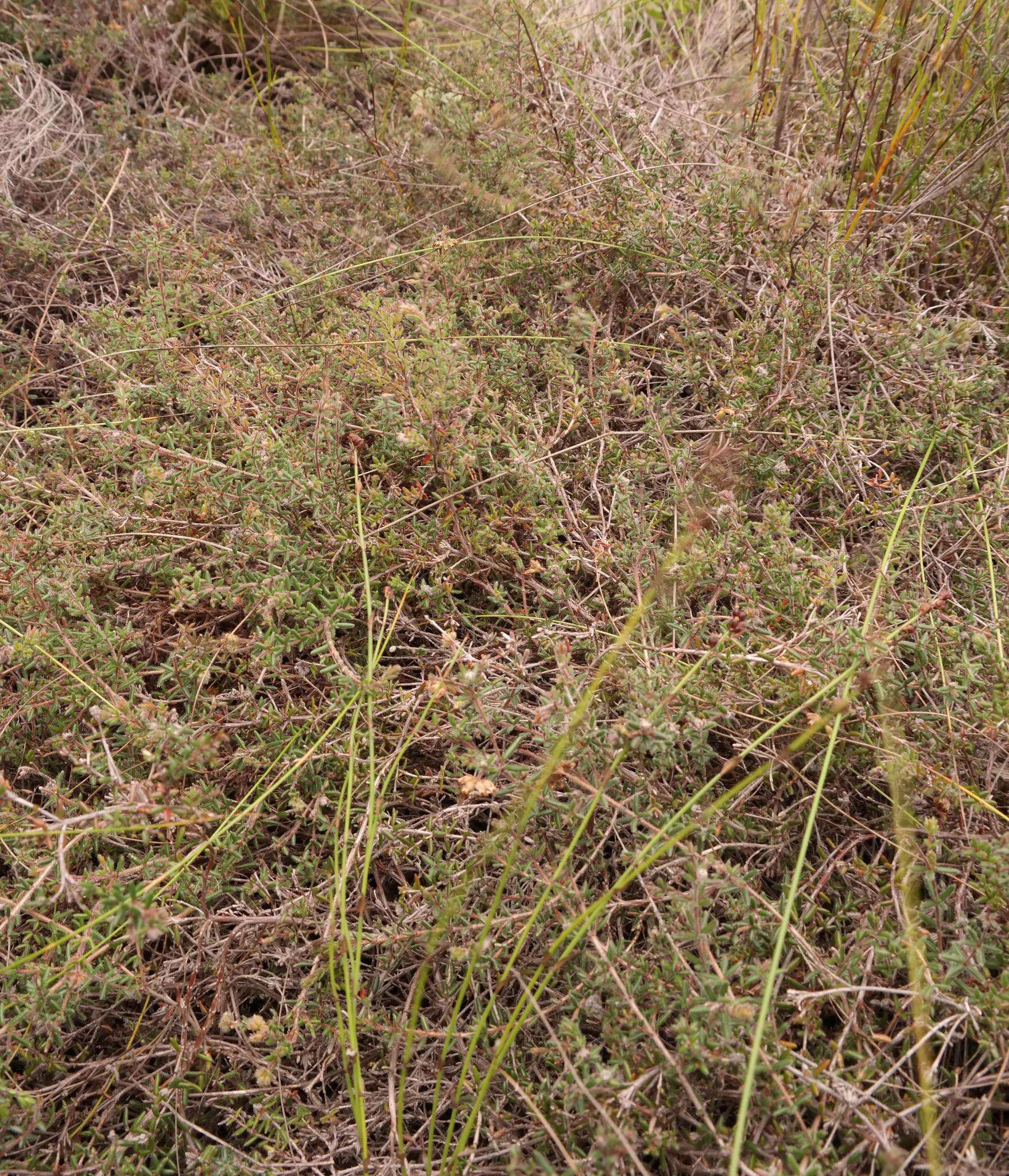 Image of Erica radicans (L. Guthrie) E. G. H. Oliver