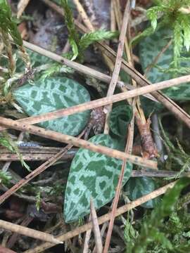 Image of Dwarf rattlesnake plantain (America)