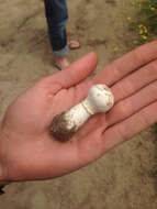 Image of Agaricus deserticola G. Moreno, Esqueda & Lizárraga 2010