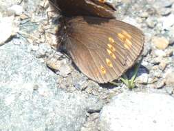 Image of Almond-eyed Ringlet