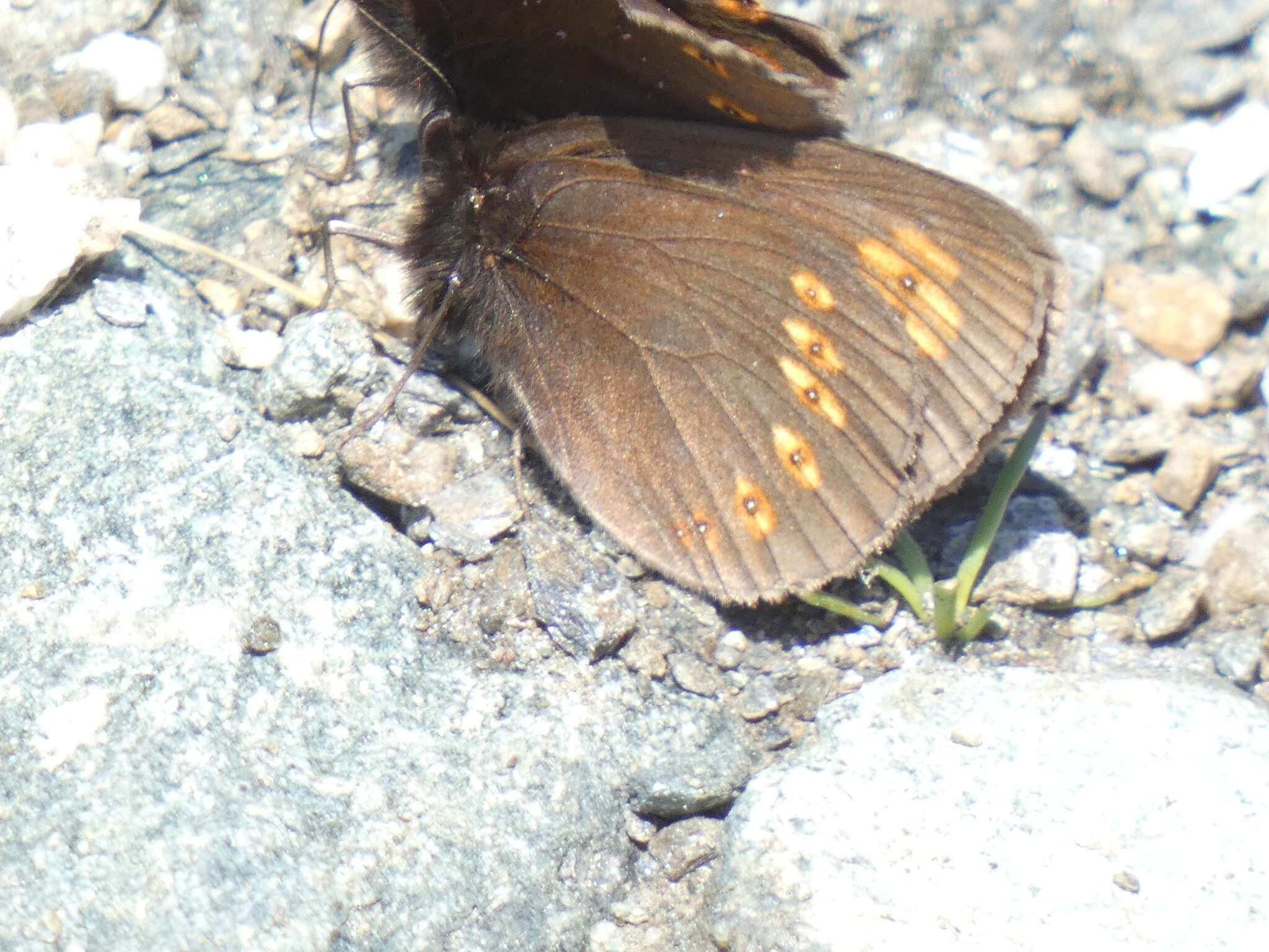 Image of Almond-eyed Ringlet