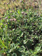 Image of seaside buckwheat