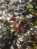 صورة Rhododendron camtschaticum subsp. glandulosum (Standl.) B. Boivin