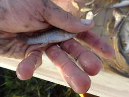 Image of Gulf Killifish