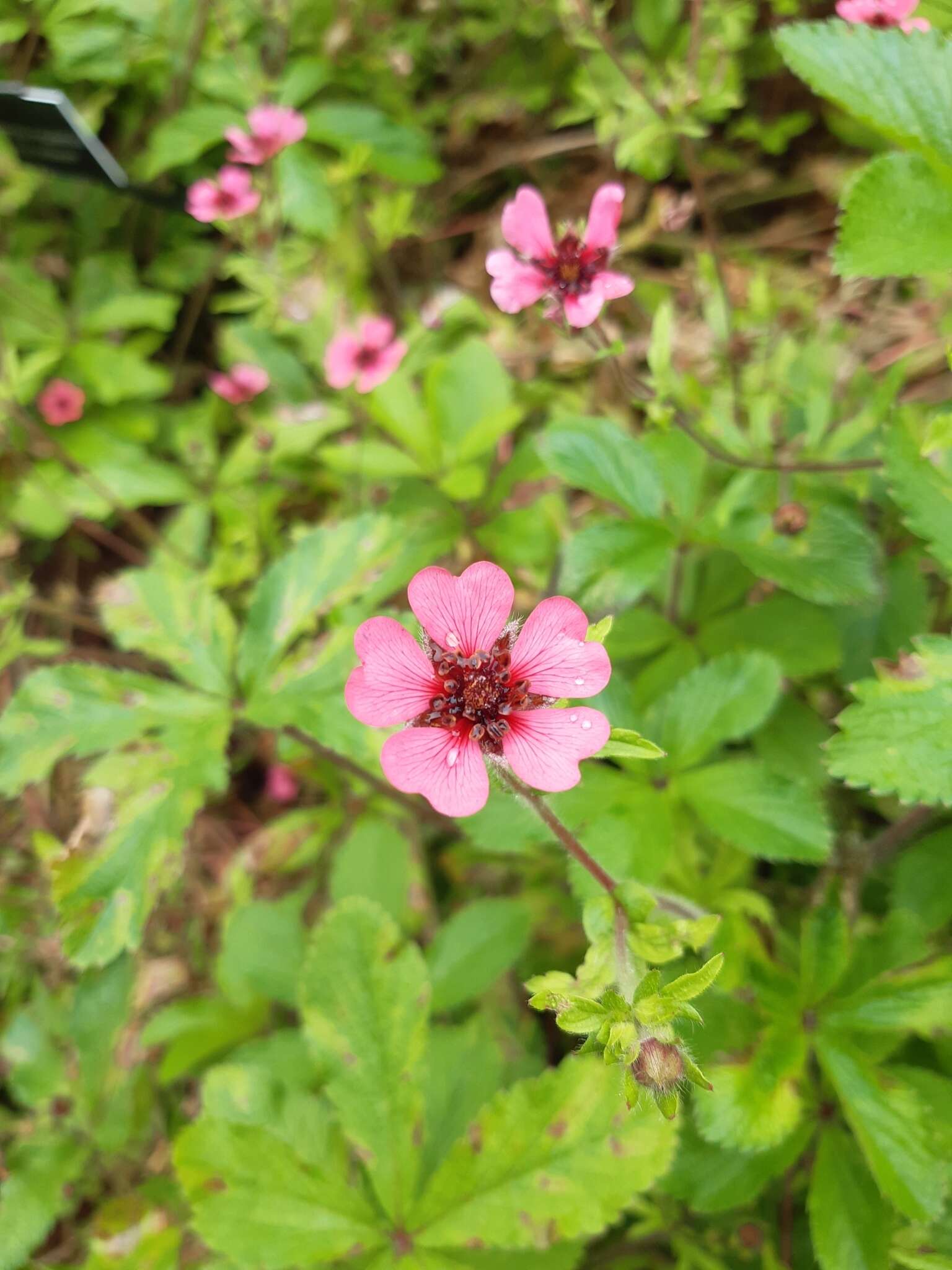 Image of Potentilla nepalensis Hook.