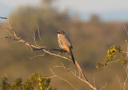 Image of Le Conte's Thrasher