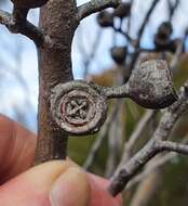 Image of Faulconbridge Mallee Ash