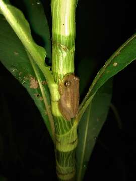 Image of Dendropsophus nanus (Boulenger 1889)