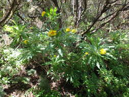 Imagem de Sonchus congestus Willd.