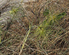 Imagem de Spinifex longifolius R. Br.