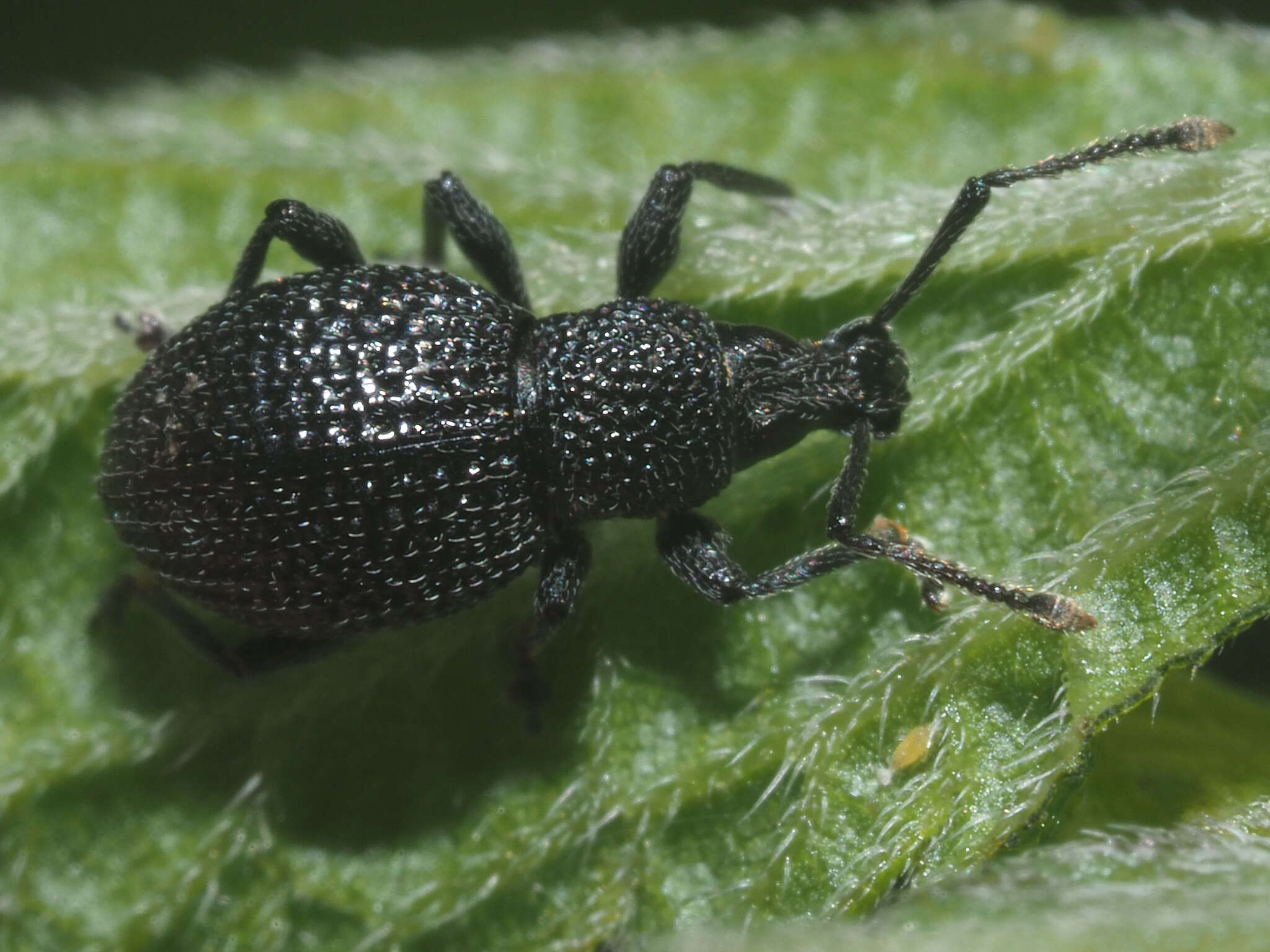 Imagem de Otiorhynchus (Padilehus) pinastri (Herbst 1795)