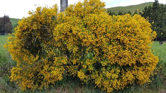 Image of leafy broom