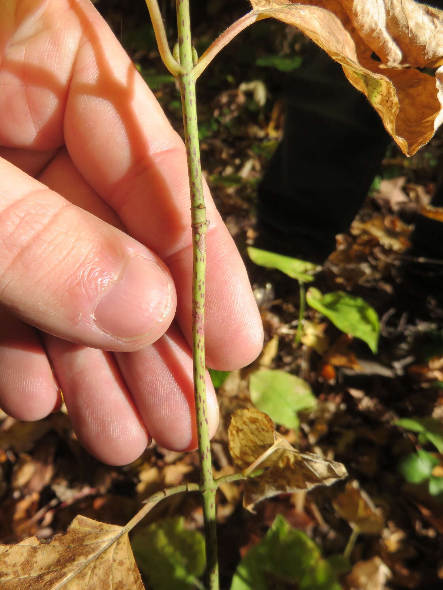 Image of roundleaf dogwood