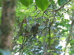 Image of Philepitta Geoffroy Saint-Hilaire & I 1838