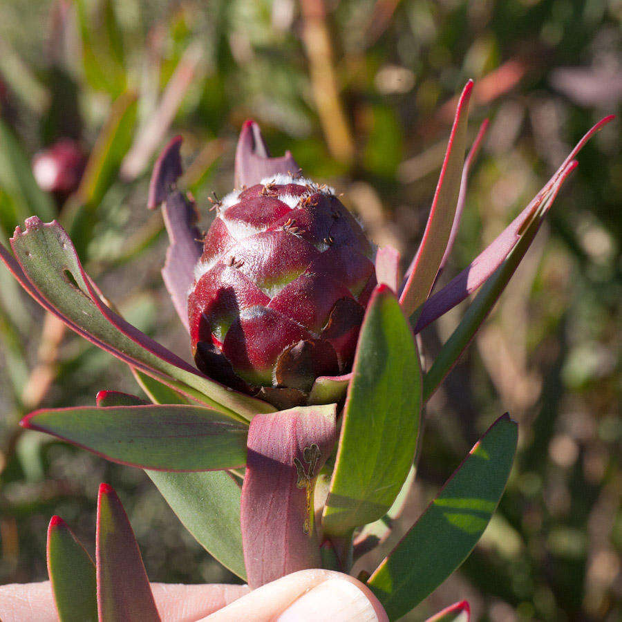 Image de Leucadendron sessile R. Br.