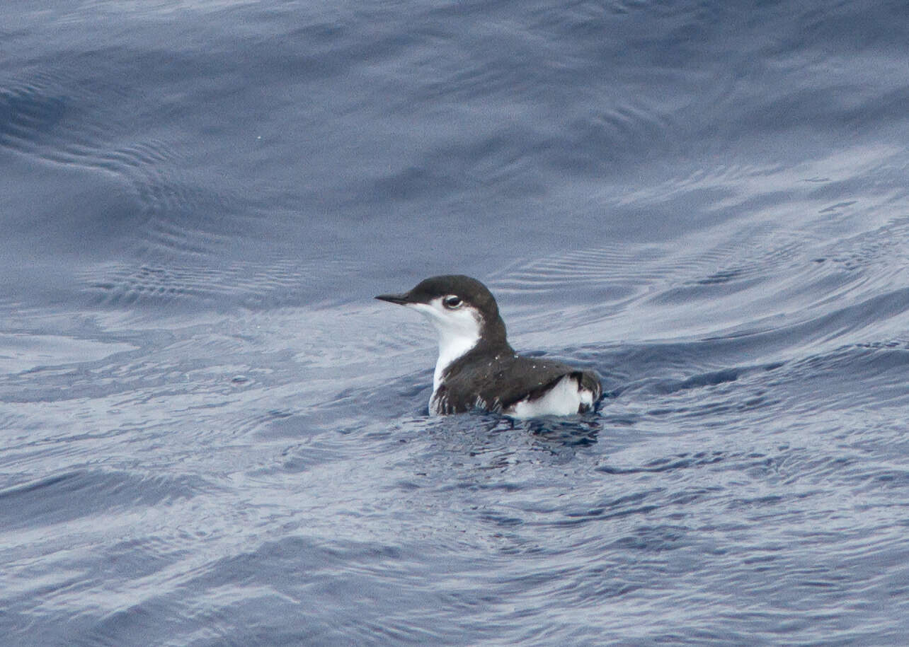 Imagem de Synthliboramphus hypoleucus (Xántus 1860)