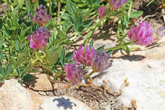 Trifolium parryi subsp. montanense (Rydb.) J. M. Gillett的圖片