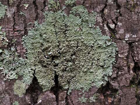 Image of pyxine lichen