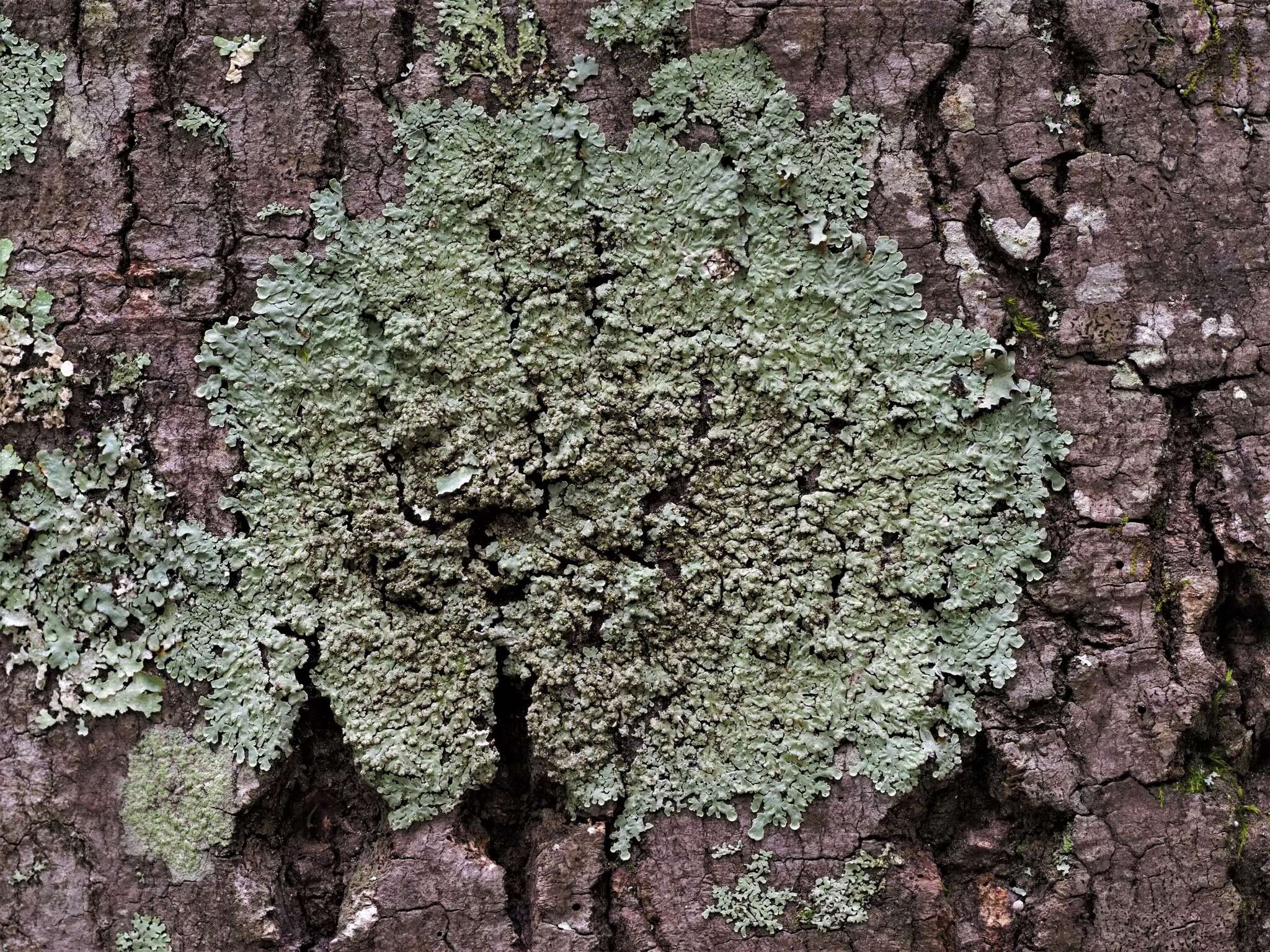 Image of pyxine lichen