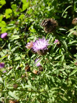 Image de Centaurea nemoralis Jord.