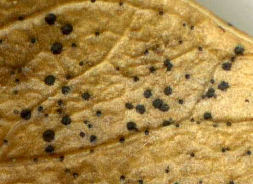 Слика од Trochila craterium (DC.) Fr. 1849