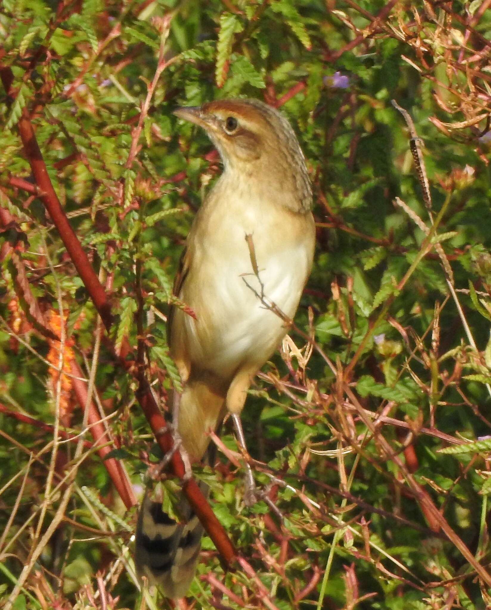 Plancia ëd Schoenicola striatus (Jerdon 1841)